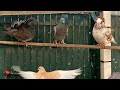 Volution du pigeonaux 5  nouveau arrivants