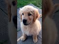 #puppy #cute #funny #goldenretriever