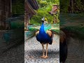 Le Paon Grand Oiseau Avec Des Plumages Incroyables Paon Oiseaux Le Paon Grand Oiseau Avec Des Plumages Incroyables Paon Oiseaux