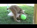 Max Canada Lynx - Green Ball #2