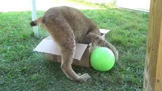 Max Canada Lynx - Green Ball #2