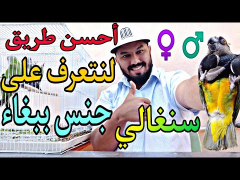 فيديو: الضفيرة الأمريكية