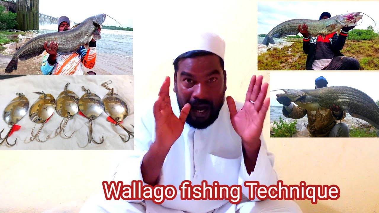 Wallago attu fishing Technique | Wallago macli Pakadna ka Tarika | Best Fishing Technique