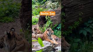 Majestic Tigers at Berlin Zoo 🐅✨ #shorts #berlin #berlinzoo