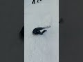 tarde de #risas y #juego #nieve #trineo #culipatin #invierno #familia #short #viral #viralvideo