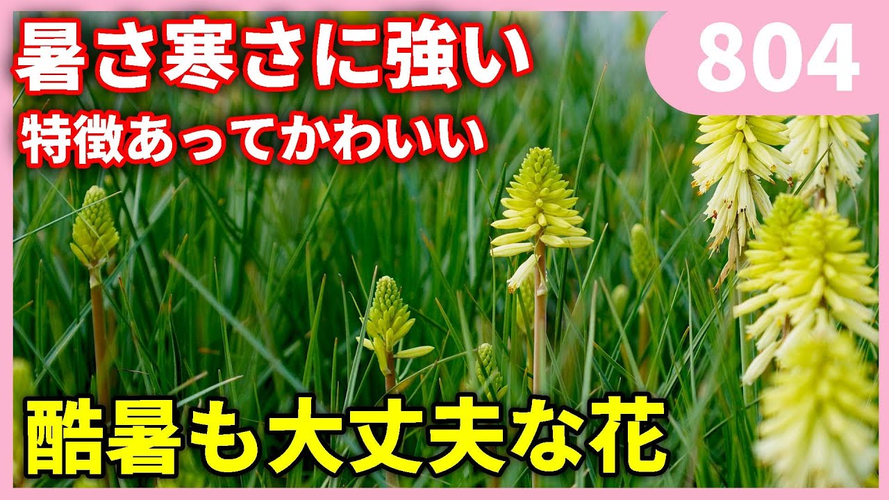 Rare Flower] A strange flower that is resistant to heat and cold