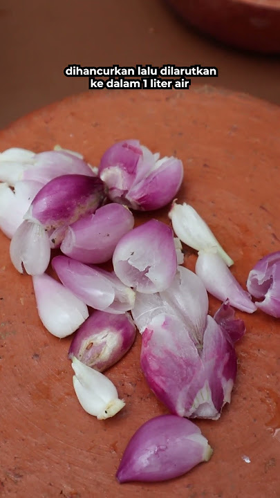 BAWANG PERANGSANG AKAR