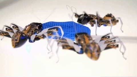 Xploration Nature Knows Best   Studying the Swarm Behavior