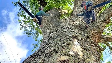 Anh  Do  ,Cưa  cây  còng  siêu  khủng  ,Siêu  nhánh  .Ở  vĩnh  khánh  .Cưa  cây  kỷ  thuật  cao