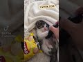 Don't forget to subscribe for more funny cat moments!#قطط #shorts #funnycats #cats #pets #event