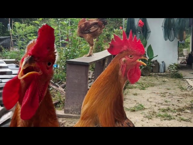 BUNYI AYAM BERKOKOK | Suara Ayam Mencari Ayam Betina class=