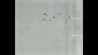 Example of a tracked video | idtracker.ai v5