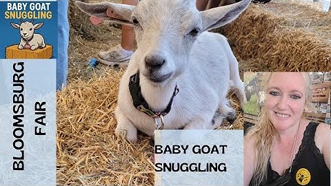 For $5, I Got To Snuggle Baby Goats for As Long As I Want at the Bloomsburg Fair!! 🐐