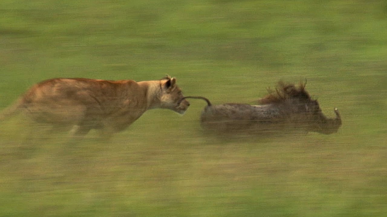 Mother Lioness Hunts Warthog | BBC Earth - YouTube