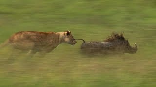 Mother Lioness Hunts Warthog | BBC Earth