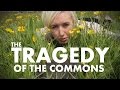 The Tragedy of the Commons | Shed Science