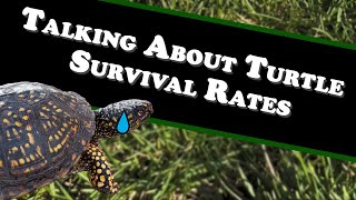 Talking About Turtle Survival Rates