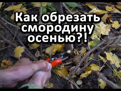 Обрезка смородины осенью для начинающих видео уроки