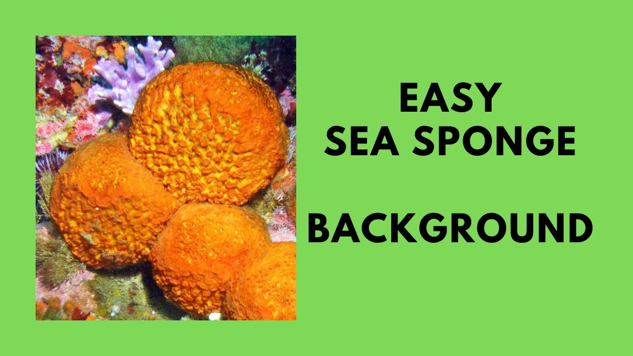 Easy Sea Sponge Background For Beginners 