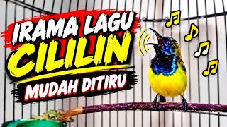 Sogon Isian Kowul Sambung Cililin pasti MASUK || MASTERAN SOGON #masteransogon #sogongacor #sogon