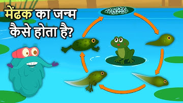मेंढक का जीवन चक्र | Life Cycle Of A Frog In Hindi | Frog Life Cycle | Binocs Ki Duniya