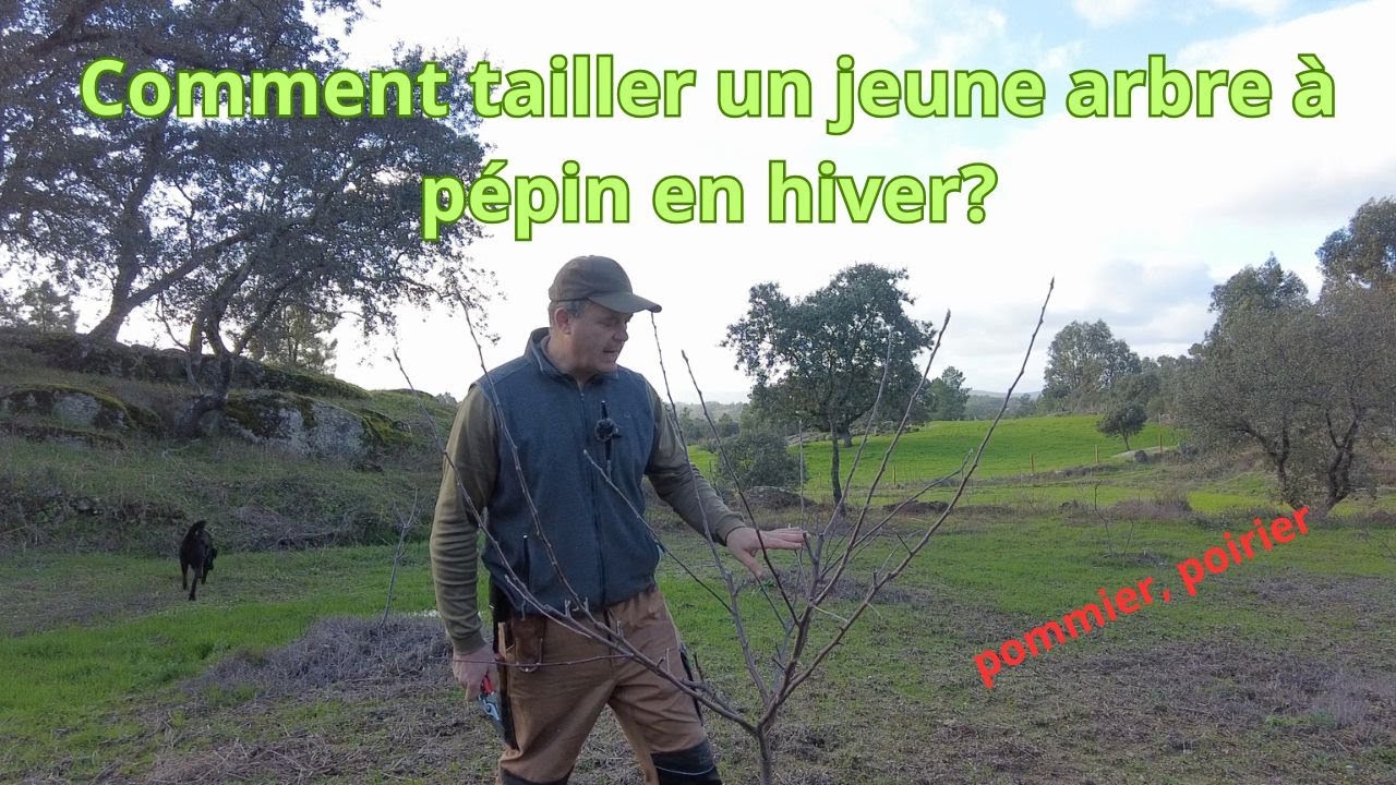la taille hivernale de jeunes arbres à pépin