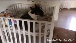 Ultimate Funny And Cute Bull Terrier Dogs Videos Best Funny Dog Vines 2017 ( 240 X 426 )