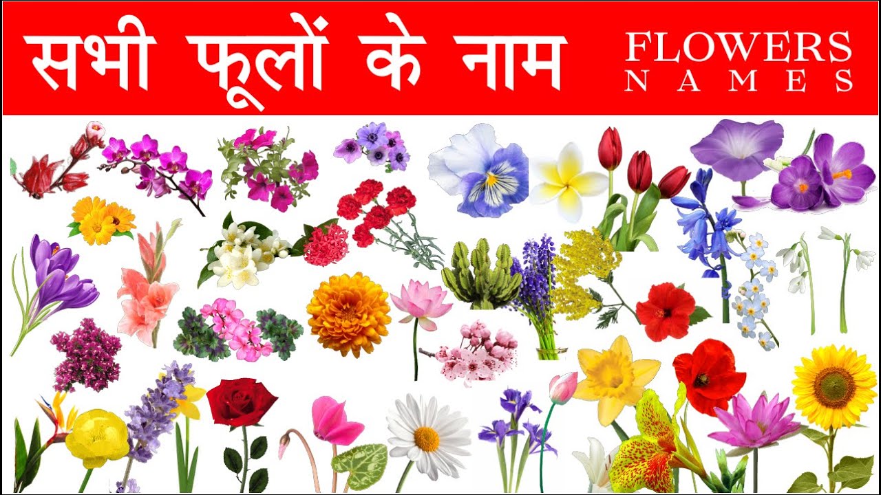 Flowers Name In Hindi & English With Pictures | Phoolon Ke Naam ...