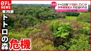 【トトロの森】樹木の葉が変色し枯れる“ナラ枯れ”被害拡大で…