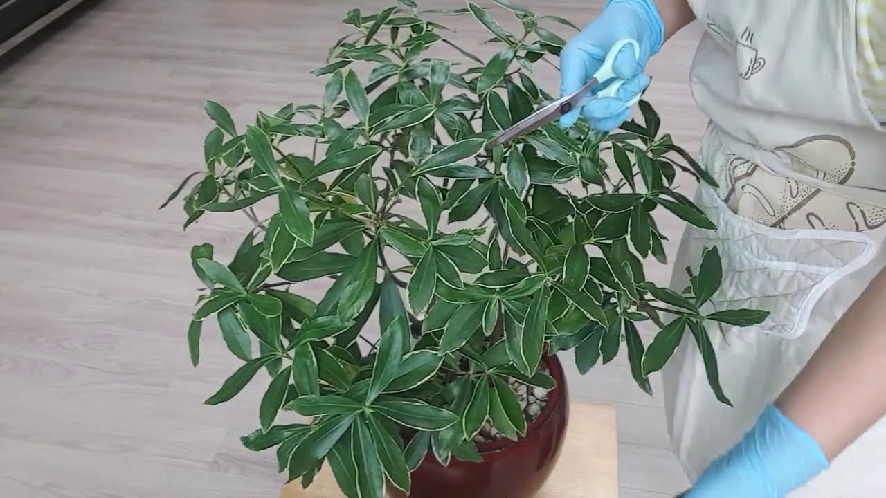 #가을이 오기전에 #천리향 가지치기 #서향나무 가지치기