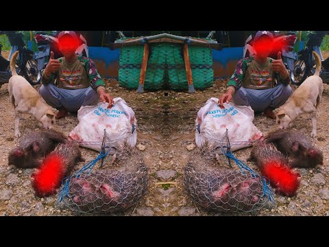 Video: Tim Landak - tanaman pakan ternak yang berharga