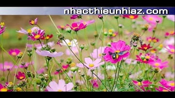 Màu hoa (HINH MINH HOA THEO LOI BAI HAT)