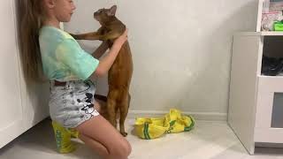 Абиссинская кошка как мы пытались одеть кошку😂