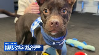 Shelter Me: Meet Dancing Queen from ACCT Philly