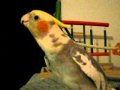 Cockatiel sings "If Your Happy & You Know it" and talks
