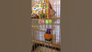 ببغاء اللوري يرقص و يتكلم حبيبي ويردد اسمه اللولو Parrot Funny Dance 