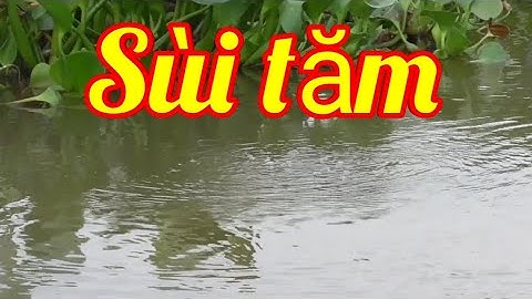 Câu cá sông. Khúc sông nhỏ nhiều cá