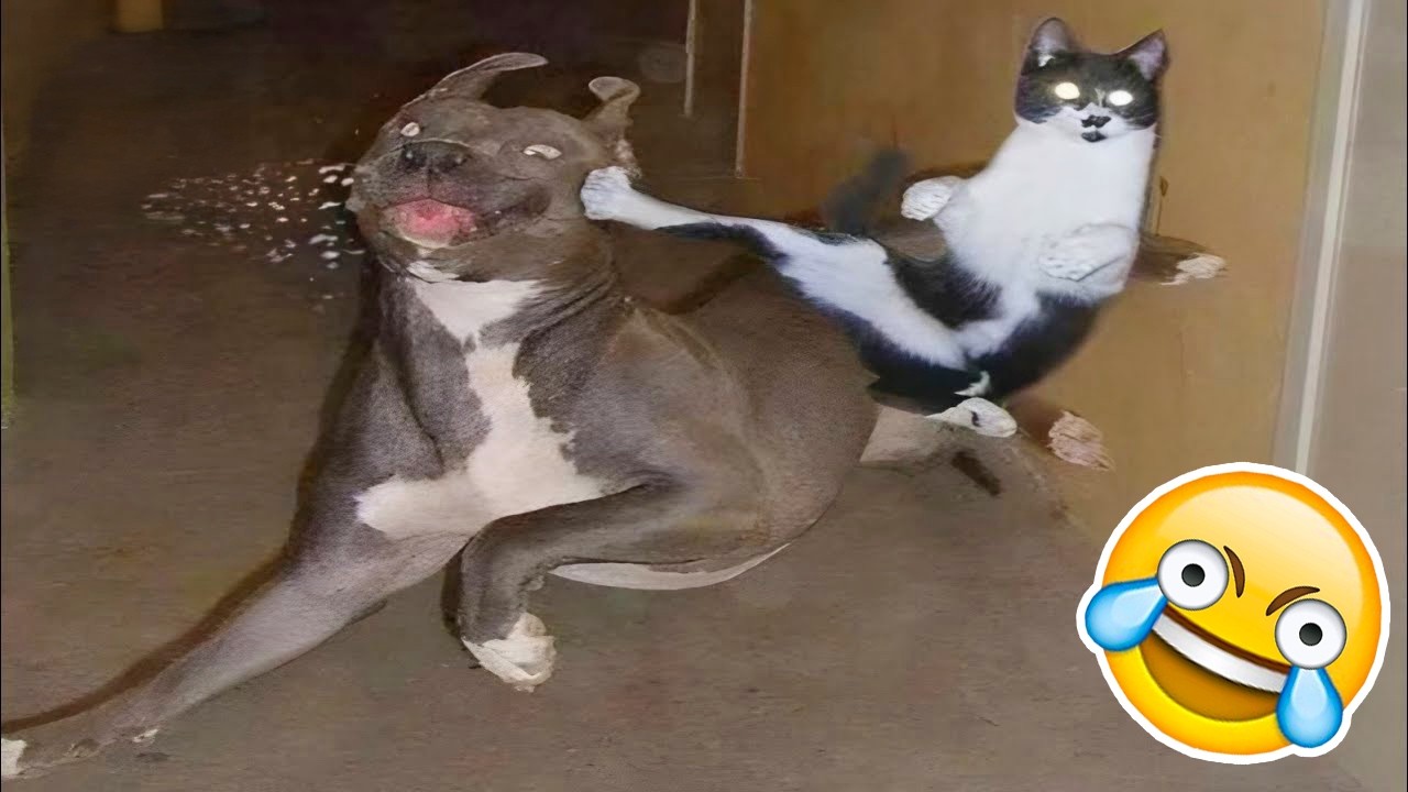 TENTE NÃO RIR Nível ANIMAIS ENGRAÇADOS😳🤣[999.99 IMPOSSÍVEL]😱Melhores Vídeos Cachorros e Gatos 2026😹🐶