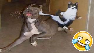 TENTE NÃO RIR Nível ANIMAIS ENGRAÇADOS😳🤣[999.99 IMPOSSÍVEL]😱Melhores Vídeos Cachorros e Gatos 2026😹🐶 screenshot 5
