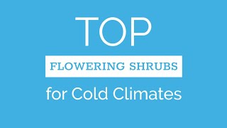 Top Ornamental Shrubs For Cold Climates