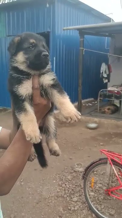 dogbreed puppy Show Quality German Shepherd in Mysore Contact dogbreed-puppy-show-quality-german-shepherd-in-mysore-contact