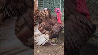 Bourbon Red Turkey❤️ bosom Farm kerala #farmlife #bird #ducksfarm #duckslife #turkey #pets #duck