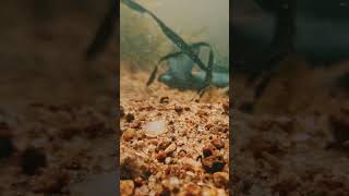 Ambaram palayam River pollachi/2026/Joshua creators