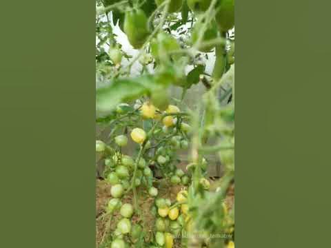 СУМАСШЕДШИЕ ВИШНИ БАРРИ📍 #помидоры #tomato #огород #дача - YouTube
