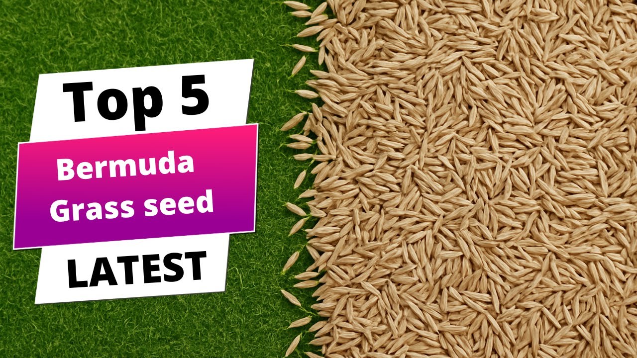 ✅ Лучшие семена бермудской травы: Семена бермудской травы (Руководство по покупке)
