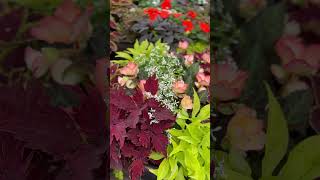flowers spring garden plants summer homeandgarden bloom  blooming begonia