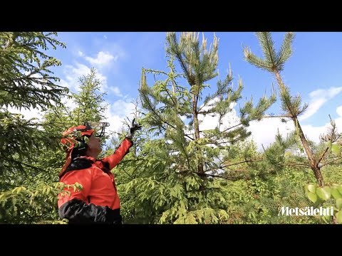Video: Mitkä puut ovat vihreitä talvella?