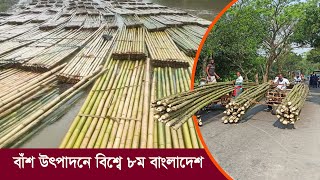 Bangladesh is 8th in the world in bamboo production!! 60 billion dollar income potential !! Bamboo Production in Bangladesh