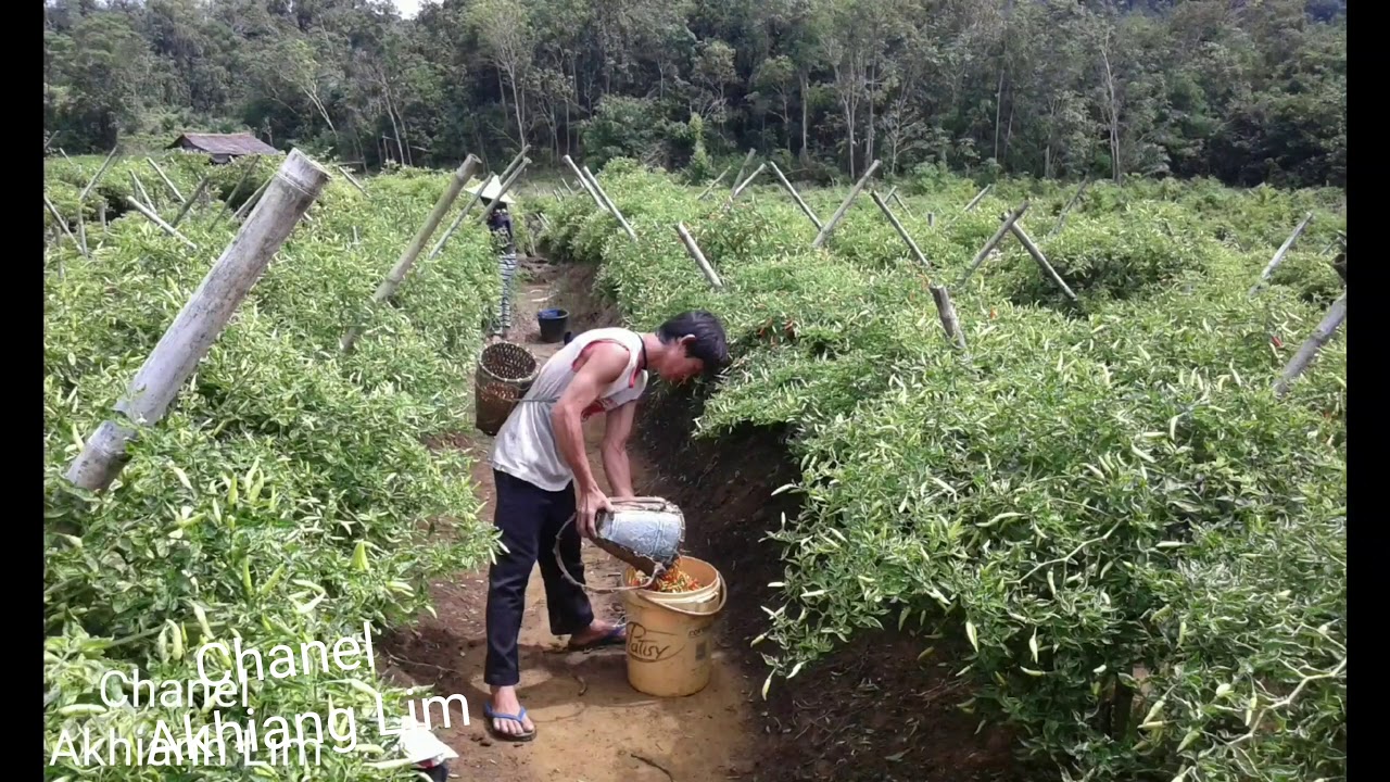 Kebun cabai cakra lokal willy di bejamu pahauman 