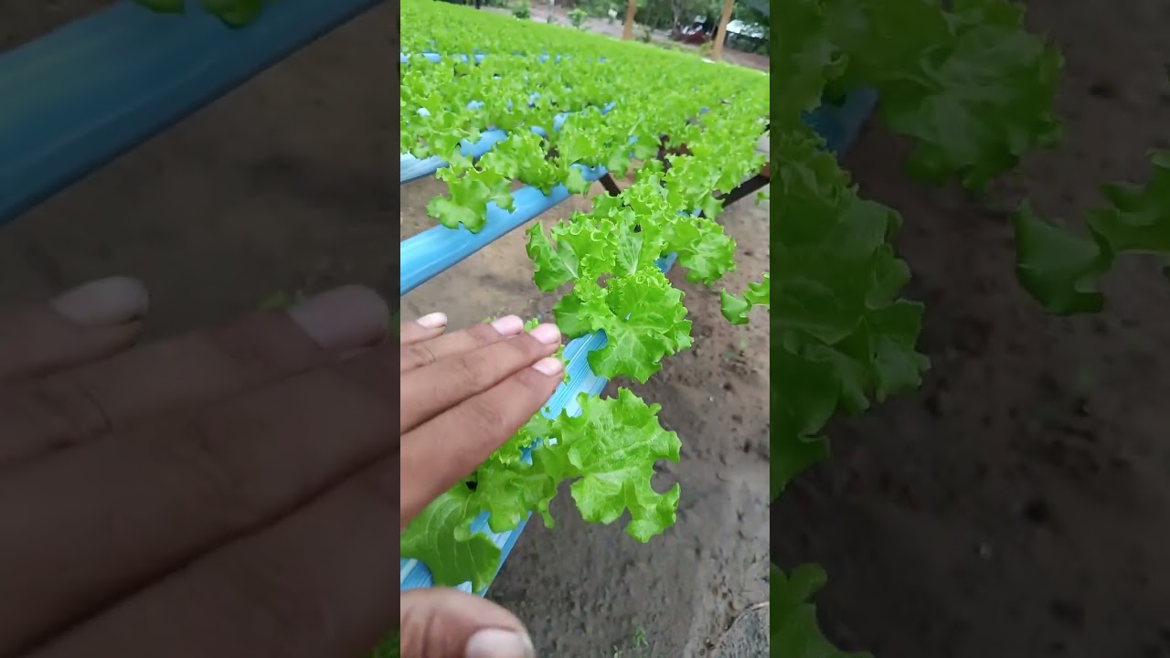 Dicas top pra quem tá iniciando na hidroponia 🌱